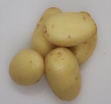 KELLY Seed Potatoes - High