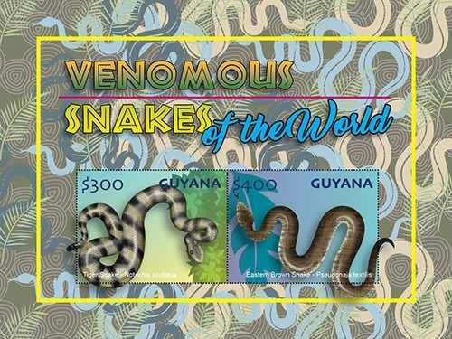 Guyana 2024 venomous snakes - venomous,