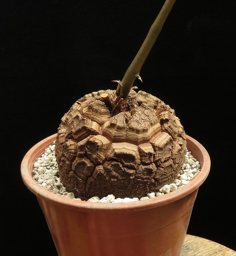 Dioscorea