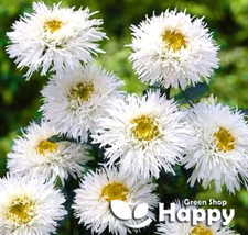 OX-EYED DAISY CRAZY DAISY 200 SEEDS Chrysanthemum leucanthemum PERENNIAL FLOWER