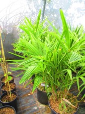 4ft inc. pot  Hardy Palm Tree