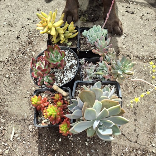 Succulent collection - succulent,