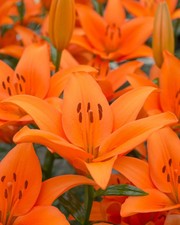 LILIUM  - LILY - ORANGE COUNTY
