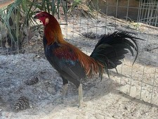 Peruvian and 5 - 10+, (5
