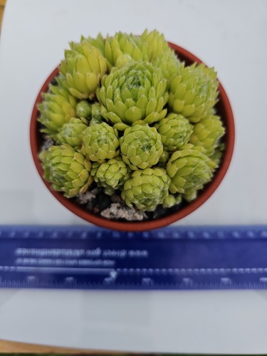 Unknown sempervivum 9cm - unknown,