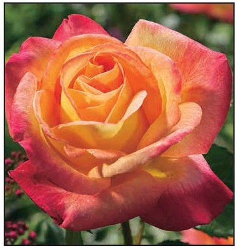 Rose kronenbourg hybrid - rose, –