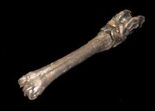 Pleistocene Steppe Bison Ice Age mammal fossil Lower leg display 4 bones