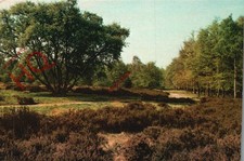 Picture Postcard- Cannock Chase, Whitehouse Heathland