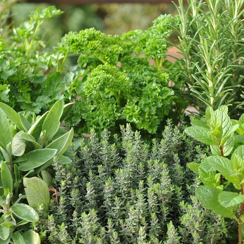 Mixed herb garden - garden, plants