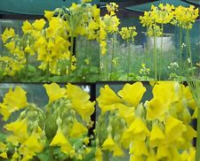 4 X plants Primula florindae