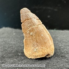 Mosasaur Tooth Fossil –