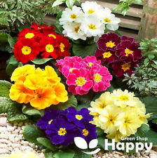 DWARF PRIMROSE - POTSDAM GIANT FLOWERED - 100 seeds - Primula acaulis - Rockery