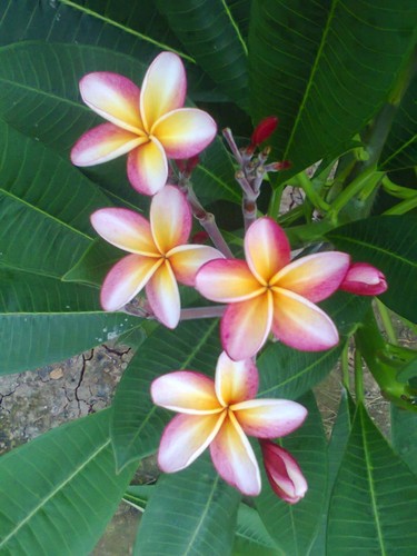 Plumeria tricolour champa high - plumeria,