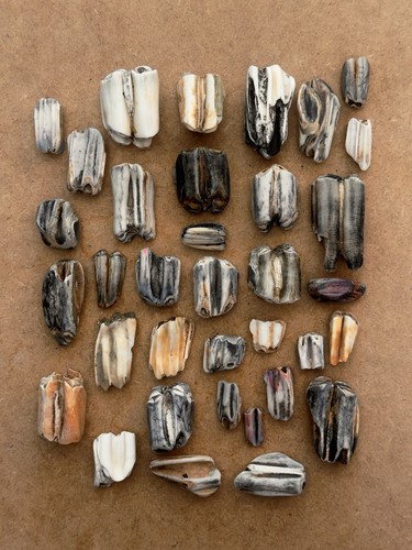 Fossil beach combing cattle - fossil,