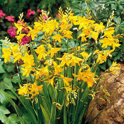 Crocosmia george davidson - 'george, davidson'