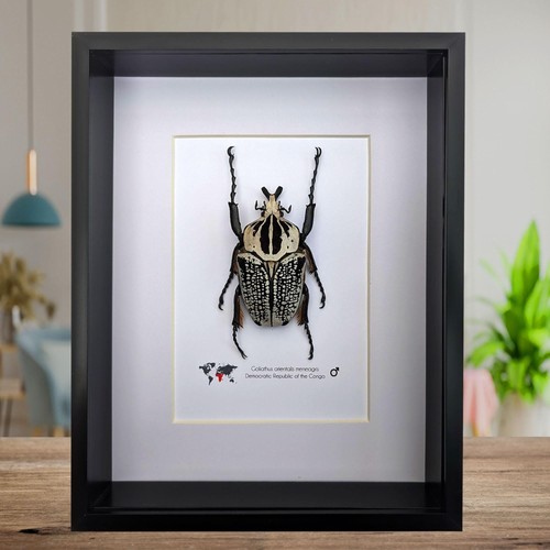 Framed eastern goliath - , flower