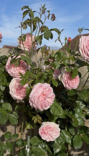 Climbing eden rose unrooted - rose,