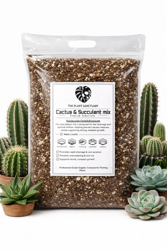 Premium cactus succulent - premium,