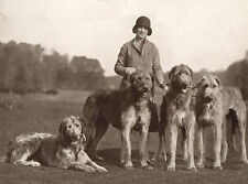 IRISH WOLFHOUND CHARMING DOG