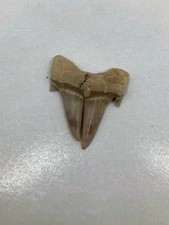 Rare Authent Deformed Shark