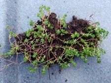 20x Sedum Album, White