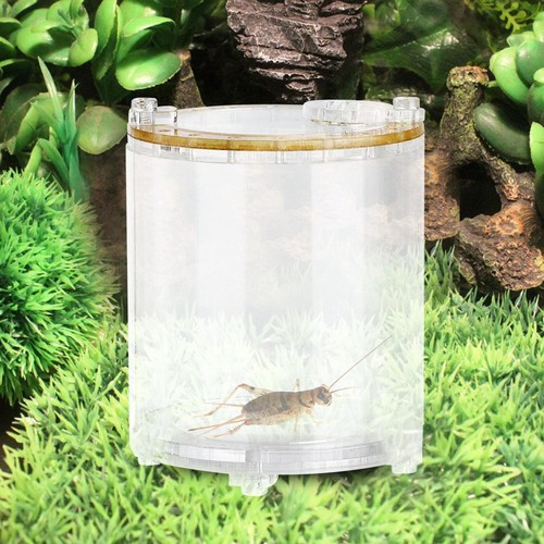 Cricket cage bamboo - bamboo,
