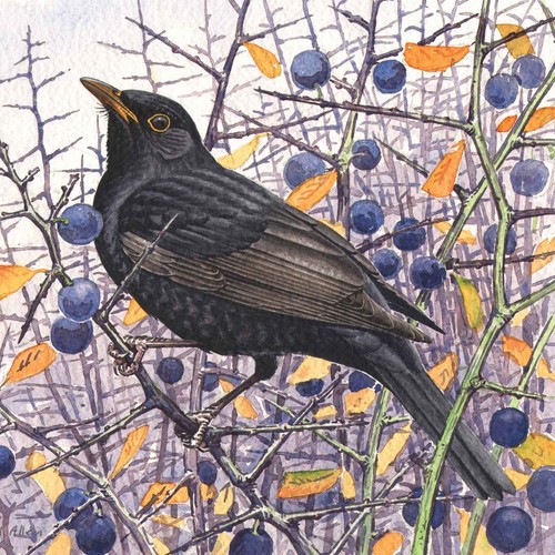 Blackbird fine art blank - blackbird,