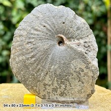 Exquisite Large Oxynoticeras