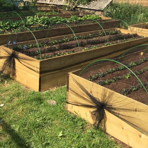 Green garden hoops - , veg