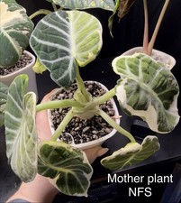 Alocasia Ninja Variegated