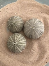 3 x 5-6cm green Sea Urchin