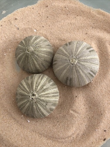 6cm green sea urchin - sea,