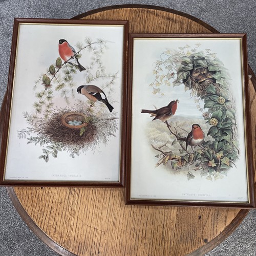Antique framed bird - framed,