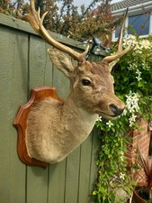 Taxidermy  Fallow Deer Antlers Head Mount On  Oak Shield 