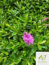 Hebe Mette - 3 , 5 or 7.5