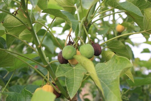 Seeds jatropha curcas - 6,