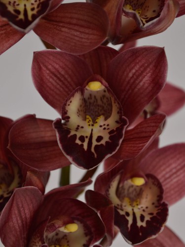 Burgundy red cymbidium - |,