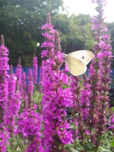 Purple loosestrife lythrum - loosestrife,