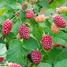 Medana Tayberry Large Dark Red Berries Sweet Scented Outdoor Garden Plant in Pot