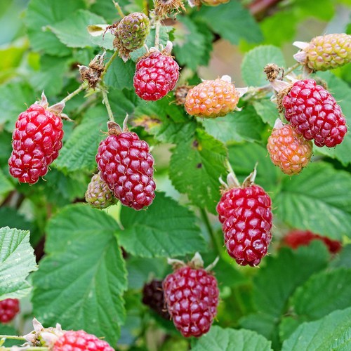Medana tayberry large - medana,