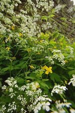 British Wild Flower - Cow Parsley - 300 Seed