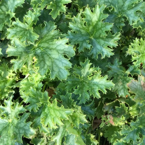 Heuchera apple crisp - crisp, coral