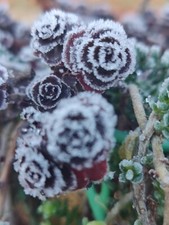 Sedum Spurium Dragon's Blood 5