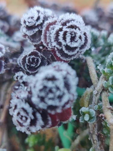Sedum spurium dragon blood 5 - spurium,