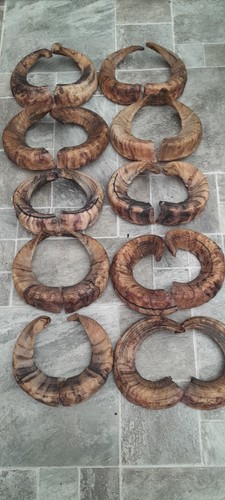 Pairs ram horns - ram,