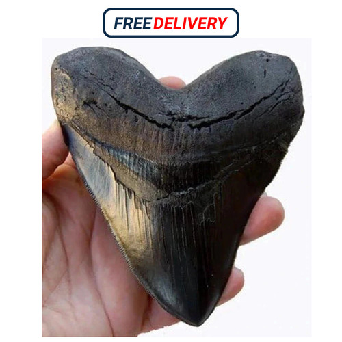 Inch megalodon tooth black - inch,