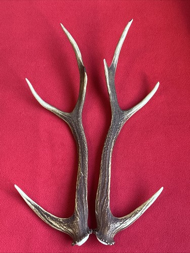 Pair sika deer antlers - pair,