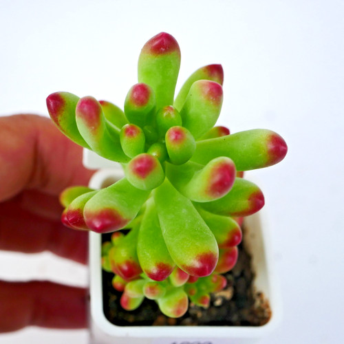 Sedum pachyphyllum 6cm - pachyphyllum, rooted