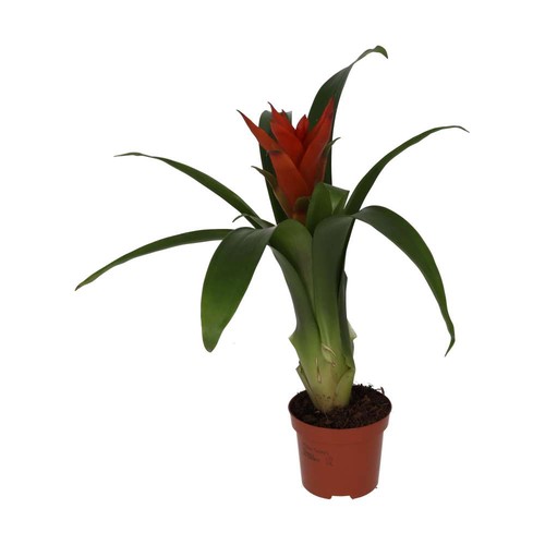 Bromeliad guzmania sp - bromeliad, |