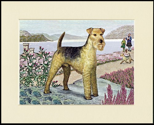 Lakeland terrier dog art - lakeland, print